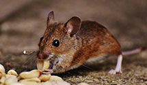 24 Hour & Emergency Exterminators in Trout Run, PA